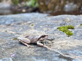 モリアカガエル