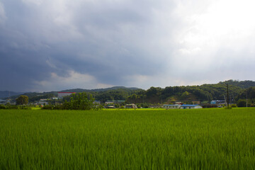 summer green rice field. Rural landscape.