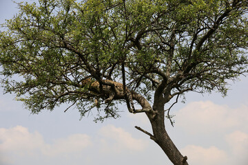 Fototapeta premium An elusive leopard camouflaged in the Serengeti foliage.