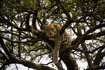 Naklejka na ściany i meble leopard in tree