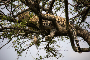 leopard in tree