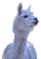 Alpaca, domesticated species of the South American camelid isolated on a white background.