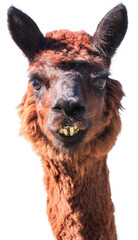 Alpaca, domesticated species of the South American camelid isolated on a white background.