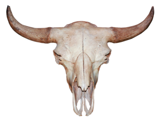 Bull cow skull with horns attached isolated on a white background.