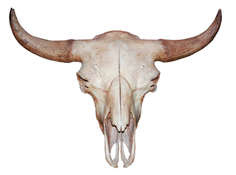 Bull cow skull with horns attached isolated on a white background.