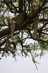 leopard in tree