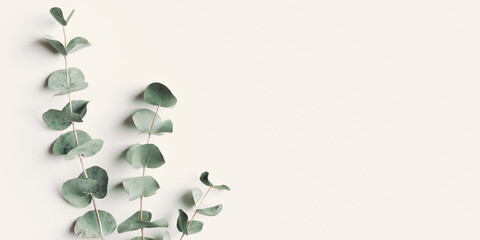 Green eucalyptus branches on beige background. Minimal aesthetic flat lay, spa wellness concept, top view green leaves of fresh plant eucalyptus, wide banner with copyspace, botanical nature