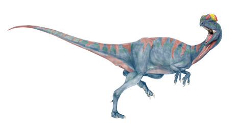 昔デイロフォで今シノサウルス
かつてはディロフォサウルスと同定されていたが、最近はディロフォサウルスから、シノサウルスと改名された。ほぼ完全な骨格がいくつか発見され、歯の付き方や形状、特徴的な二枚の鶏冠の角度、頭骨の形状等から小種名はシネンシスのままだが、独自の学名を与えられた。それらは生息地域の状況､捕食物の違いによる変化を伴い固定されたのだろうか。外見上の違いを出すのが困難。2023オリジナル - obrazy, fototapety, plakaty