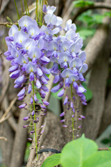 Wisteria
