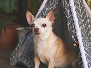  brown short hair Chihuahua dogs sitting in  gray teepee tent between house plant pot in balcony, looking at camera. © Phuttharak