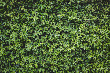 Obraz premium Low key abstract green leaves dark nature background.