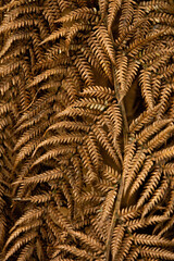 Dry brown fern as a background