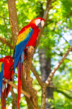 bright color ara macaw parrot outside. photo of ara macaw parrot in zoo. ara macaw parrot bird.