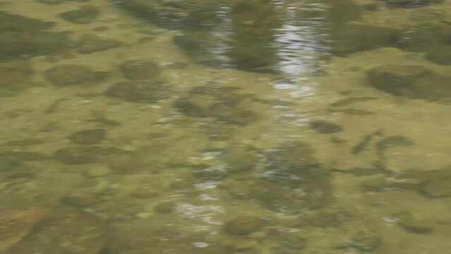 fish swimming in creek pond nature habitat