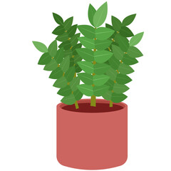 Creeping Dollar Plant Illustration