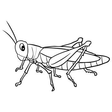 grasshopper sketch vector illustration