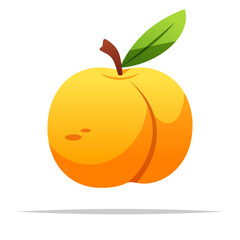 Apricot fruit vector isolated illustration