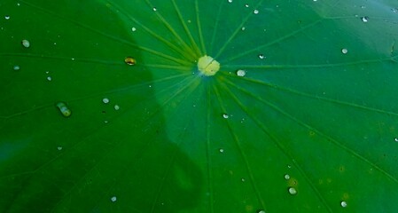 Fototapeta na wymiar close-up of water droplets on a green lotus leaf