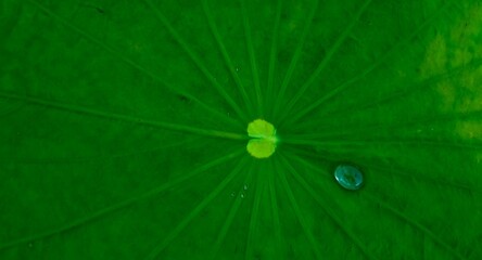 close-up of water droplets on a green lotus leaf