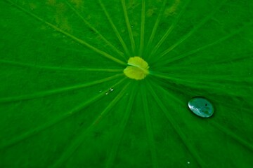 close-up of water droplets on a green lotus leaf