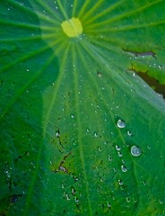close-up of water droplets on a green lotus leaf
