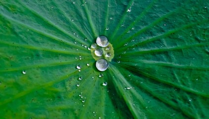 close-up of water droplets on a green lotus leaf