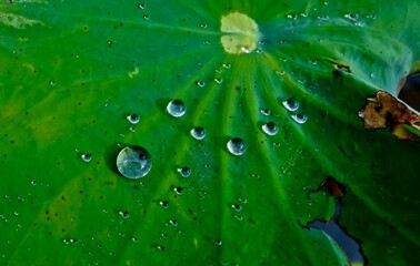 close-up of water droplets on a green lotus leaf