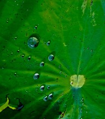 close-up of water droplets on a green lotus leaf