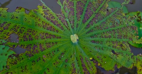 close-up of water droplets on a green lotus leaf
