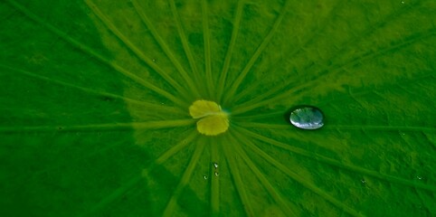 close-up of water droplets on a green lotus leaf