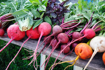 Organic beets of different varieties from the farmer's garden on a wooden table. Farm products, healthy food.