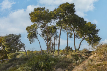 Fototapeta na wymiar Pines growing on hill against sunny blue sky