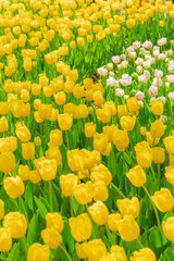 Tulip Flower at Showa Memorial Park, Tokyo, Japan