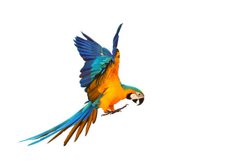 Colorful Blue and gold macaw parrot flying isolated on transparent background png file