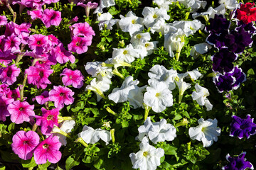 Close - up of a flower bed with colorful Petunia flowers..
