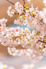 Sakura at Meguro River, Tokyo, Japan