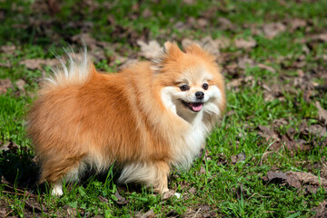 A Pomeranian dog with a pink tongue stands in the grass