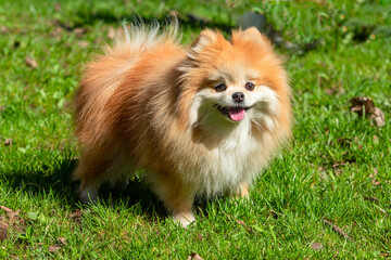 A Pomeranian dog with a pink tongue stands in the grass