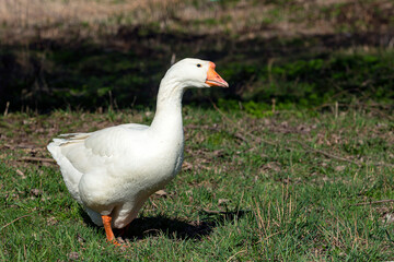 Naklejka na ściany i meble A white goose is standing in the grass... 