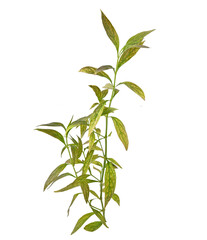 Fresh of Andrographis paniculata plant on transparent png