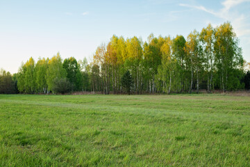 Green meadow with a forest in the background.