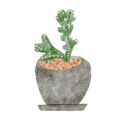 サボテン　残雪の峰