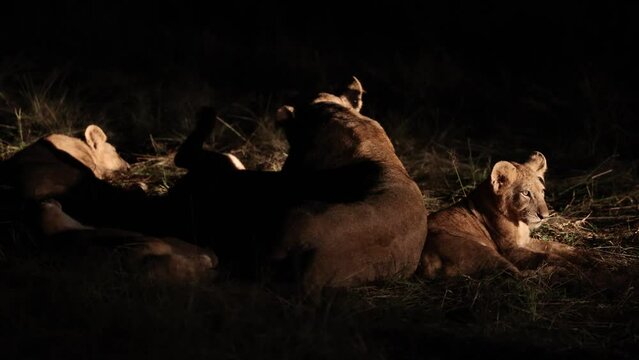 Lion cubs play fighting seen with flashlight during night time game drive