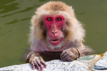 Obraz premium Japanese Macaque (Macaca fuscata) bathing in a steaming volcanic hot spring (onsen) on the northern island of Hokkaido