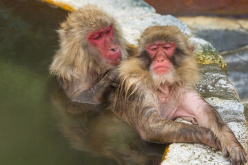 Fototapeta premium Japanese Macaques (Macaca fuscata) grooming each other in a volcanic spring (Onsen) on Hokkaido island.