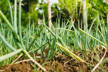 garden bed with small leeks stalk,  summer vegetable garden