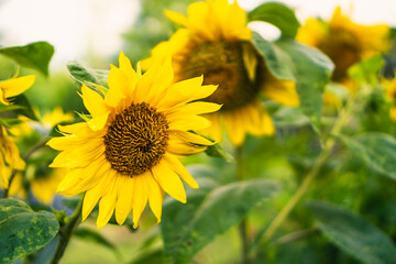 Rural landscape of sunflower field in sunny day, sunflower farm