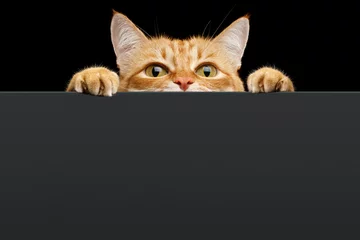 Fototapeten Ginger cat peeks out from behind the background. Copy space. Isolated on black background © seregraff