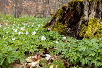 blühende Anemonen im Wald mit alten Baumstumpf