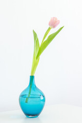 One pink tulip in blue vase on table close up on white background